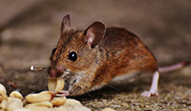 24 Hour & Emergency Exterminators in Yankee Jims, CA